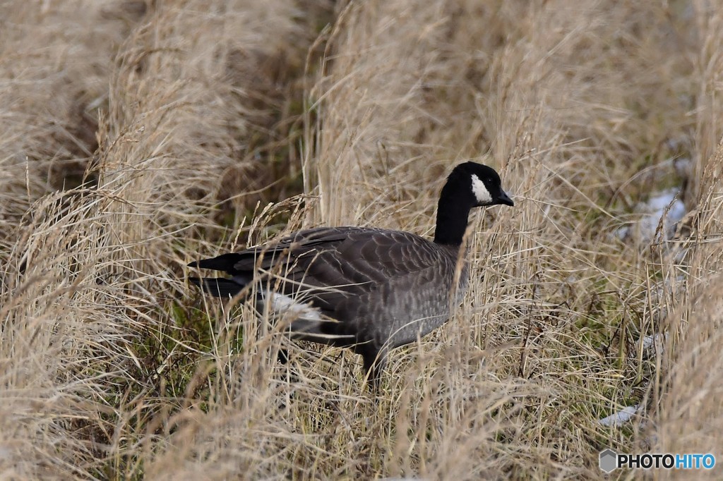 シジュウガラガン-1