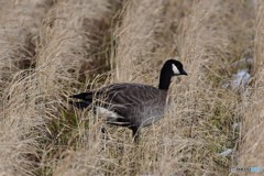 シジュウガラガン-1