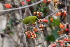 赤い実を食らう-1