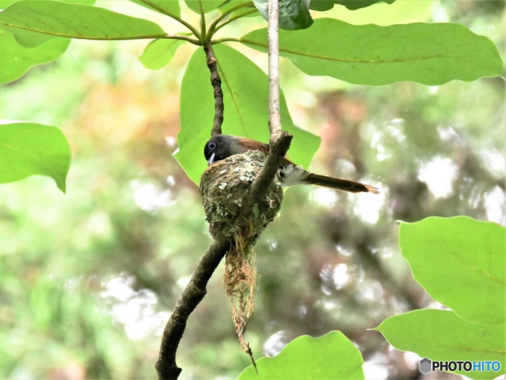 20210622　サンコウチョウ-2