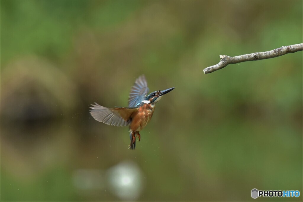 20190809　今日のカワセミ-2