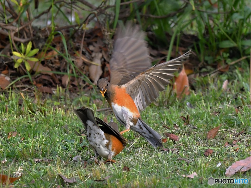 20190412-3　アカハラ