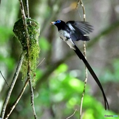 サンコウチョウの餌運び