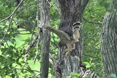 20180620-2 オオタカ幼鳥