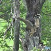 20180620-2 オオタカ幼鳥