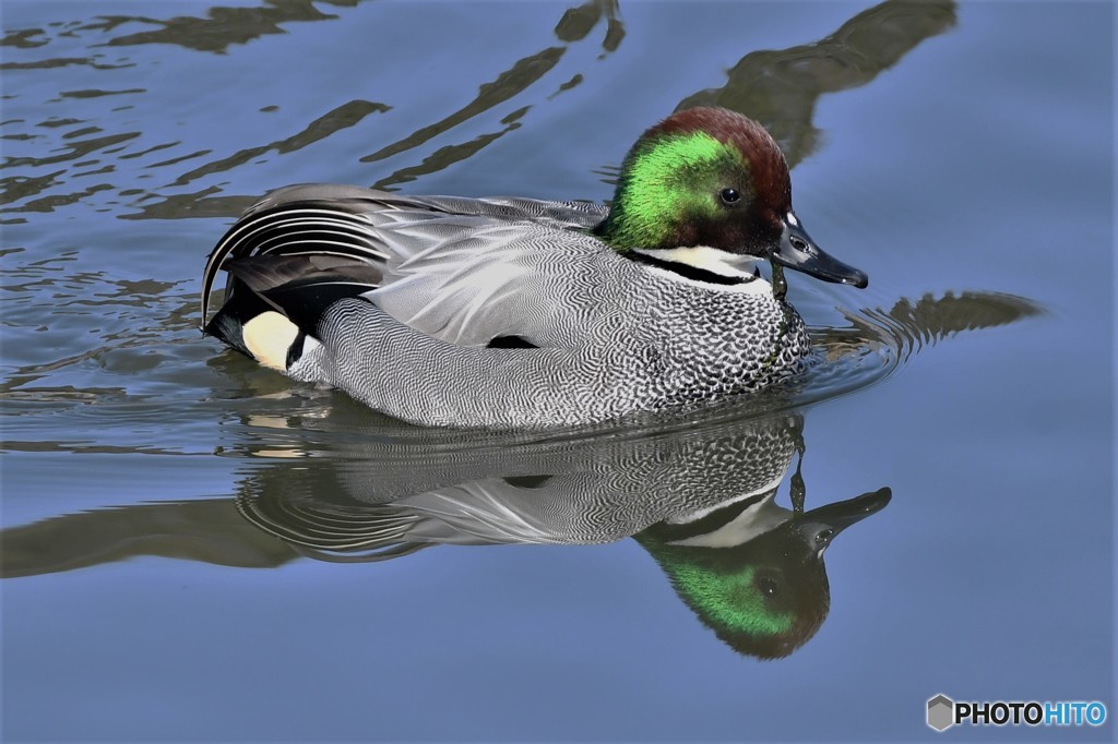 ナポレオン20180220-1