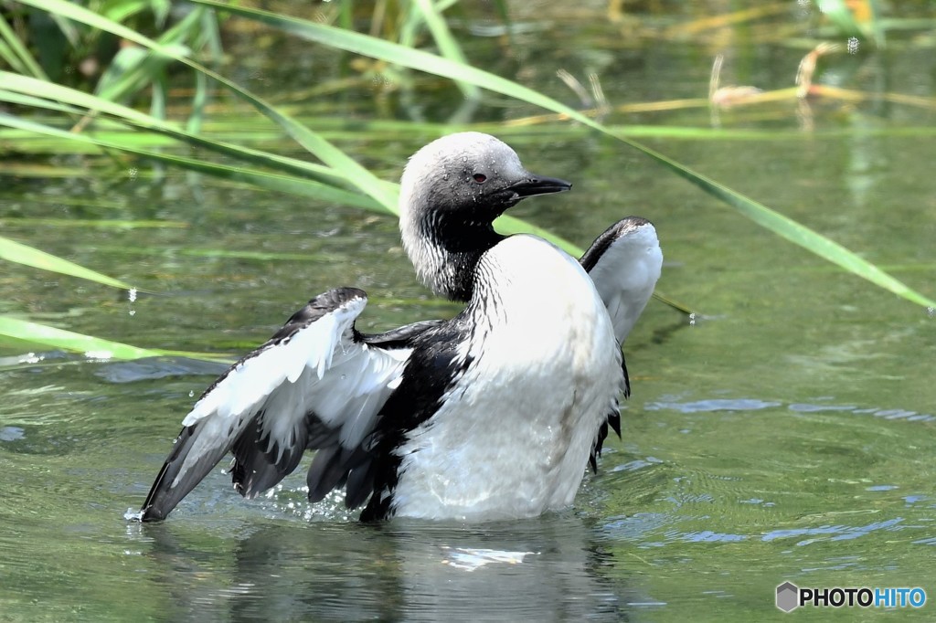20180623-3 シロエリオオハム