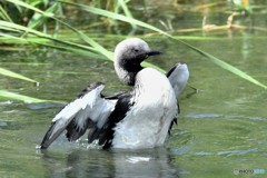 20180623-3 シロエリオオハム