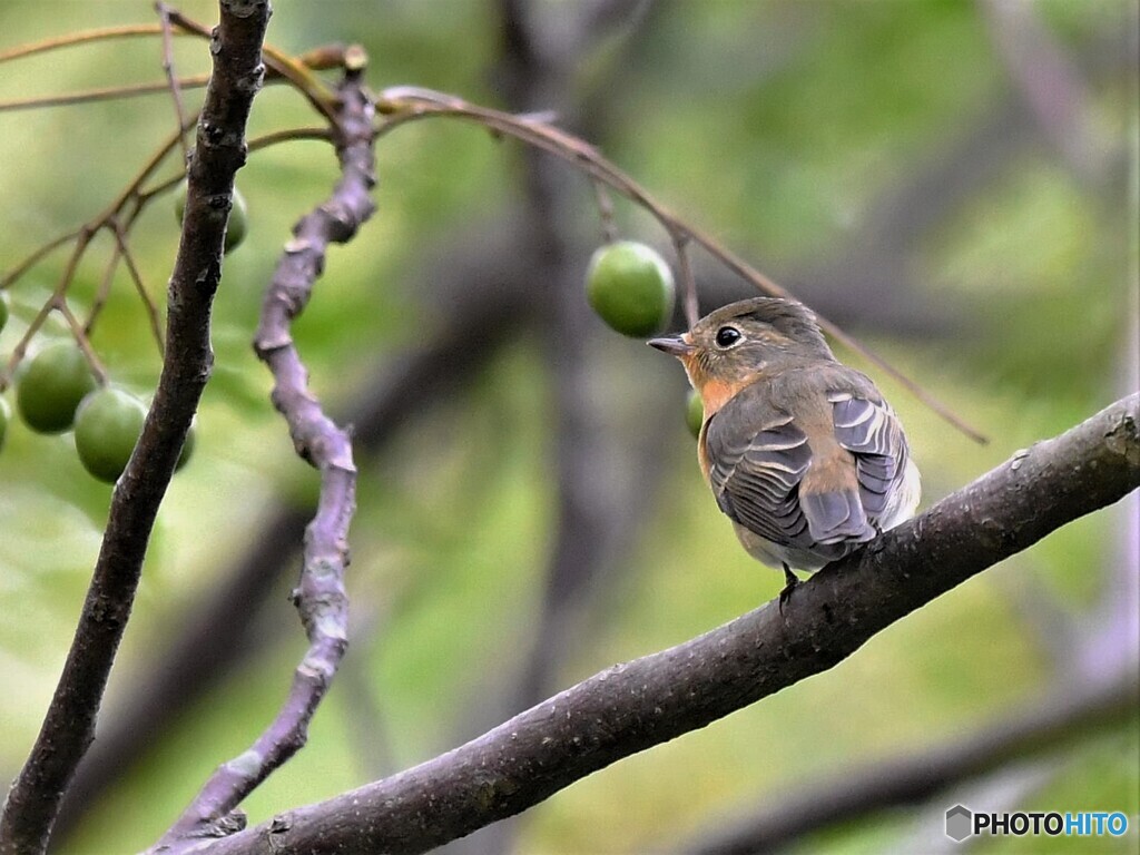 20201024-2　ムギマキ