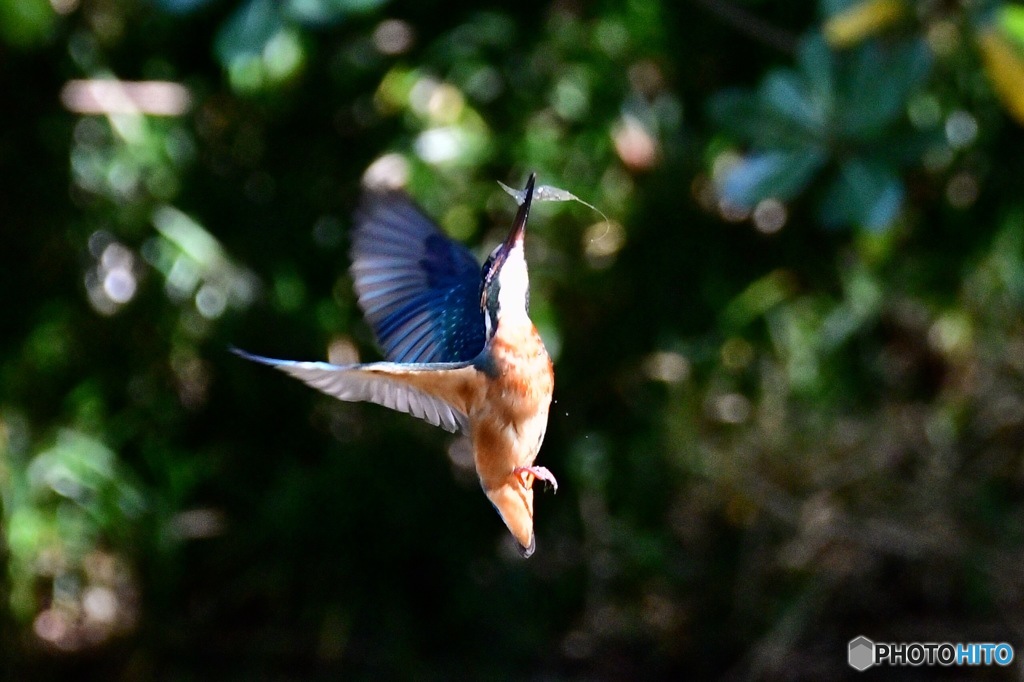 エビさんゲット‼️