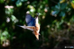 エビさんゲット‼️