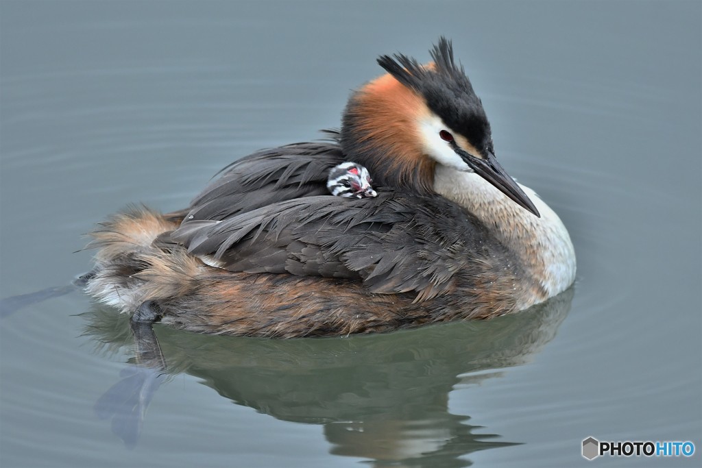 20180627-5 カンムリカイツブリ