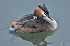 20180627-5 カンムリカイツブリ