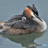 20180627-5 カンムリカイツブリ