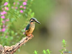 20190719　飛び出しカワセミ-1