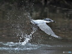 20191222　今日のヤマセミ-5