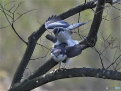 20190325-1　今日のオオタカ