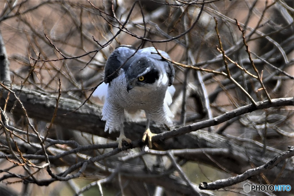 オオタカ 20180303-1