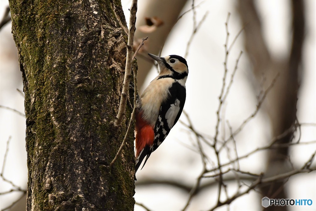 アカゲラ♀その1