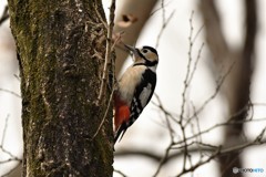 アカゲラ♀その1