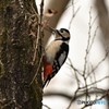 アカゲラ♀その1