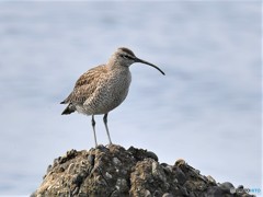 20190507-3　チュウシャクシギ