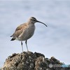 20190507-3　チュウシャクシギ