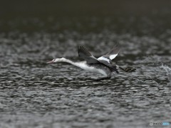 20181227-5　カンムリカイツブリ