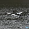 20181227-5　カンムリカイツブリ