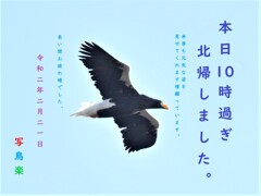 20200221　湖北のオオワシ北帰