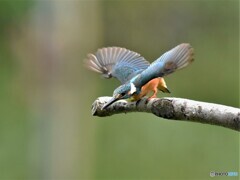 20190723　カワセミ-3