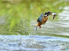 20190806　カワセミ-4