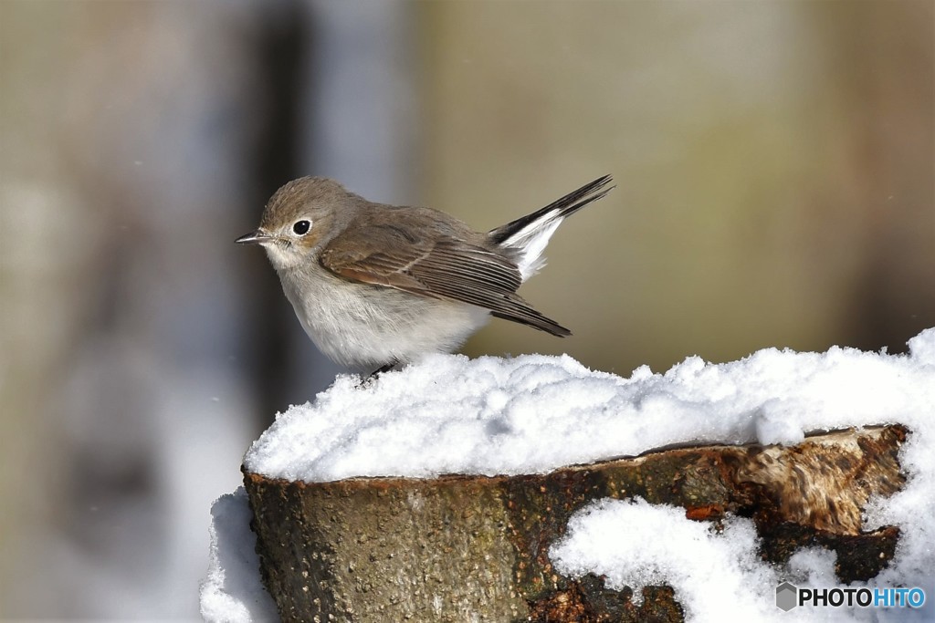 雪オジロビタキその6