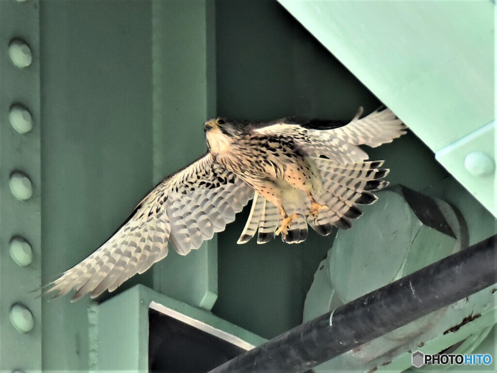 20210531　チョウゲンボウ-3