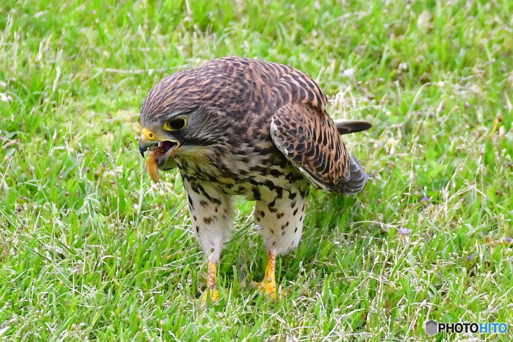 チョウゲンボウの捕食
