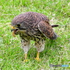 チョウゲンボウの捕食