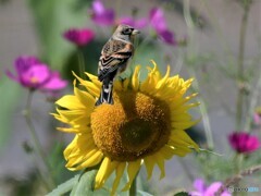 20201025-1　アトリとヒマワリ
