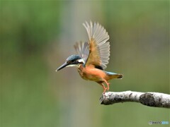 20190723　カワセミ-4