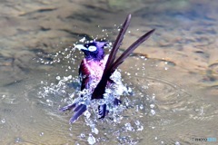 サンコウチョウの水浴び