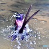 サンコウチョウの水浴び