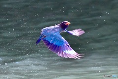 飛んでれらぁ〜