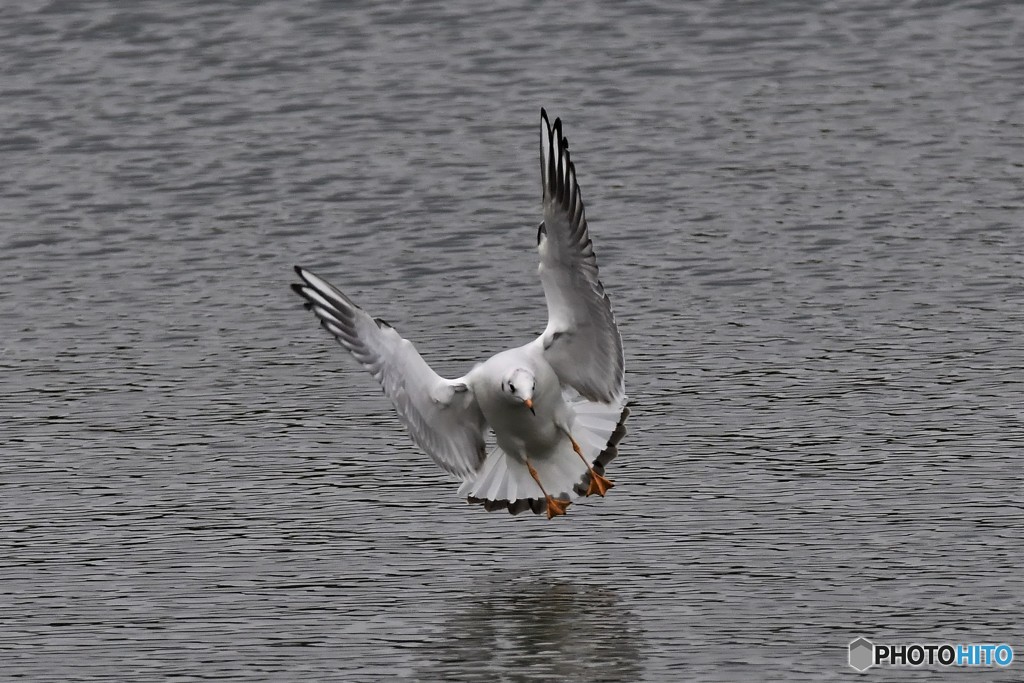 ユリカモメその3