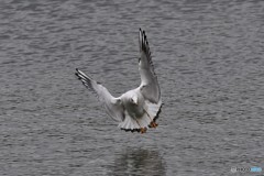 ユリカモメその3