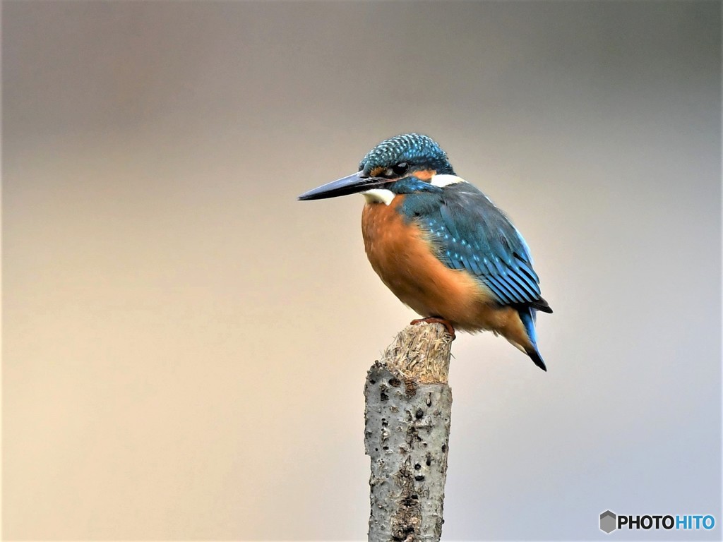 20190131-1　カワセミ