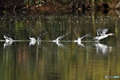 ミコアイサ♀の飛び出し