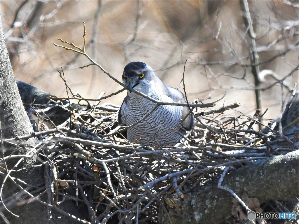20190308－3　今日のオオタカ