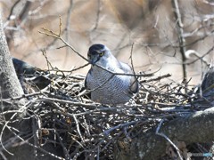 20190308－3　今日のオオタカ