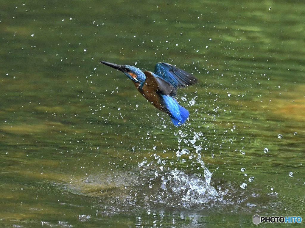 20190527-4　カワセミ