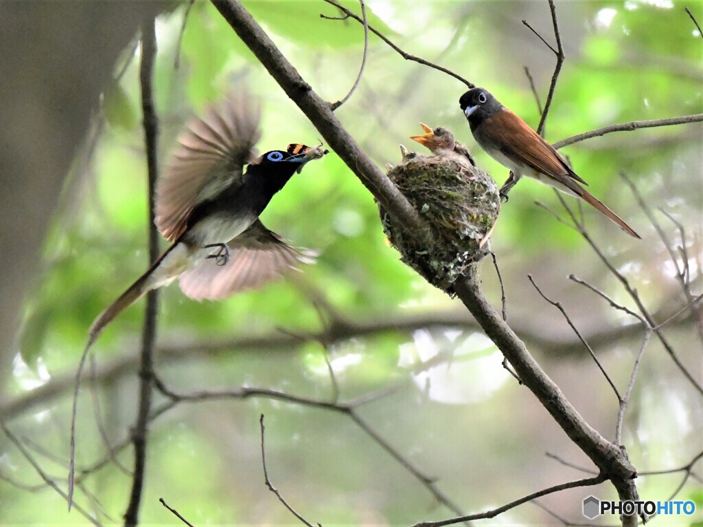 20210626　サンコウチョウ-1