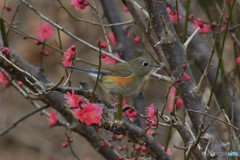 紅梅とルリビタキ 20180228-3